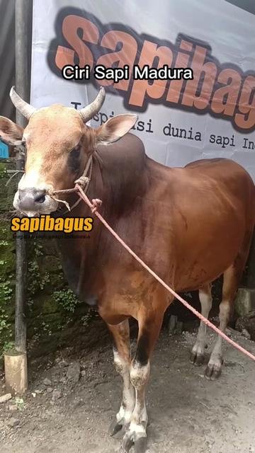 Ciri-Sapi-Madura